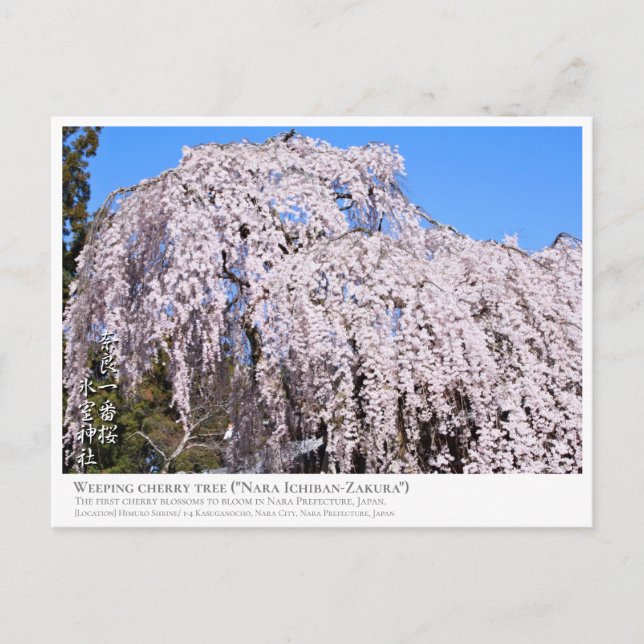 Cartão Postal Weeping cherry tree ("Nara Ichiban-Zakura") ポストカード (Frente)