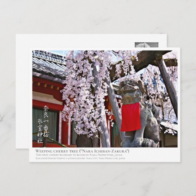 Cartão Postal Weeping cherry tree ("Nara Ichiban-Zakura") ポストカード (Frente/Verso)