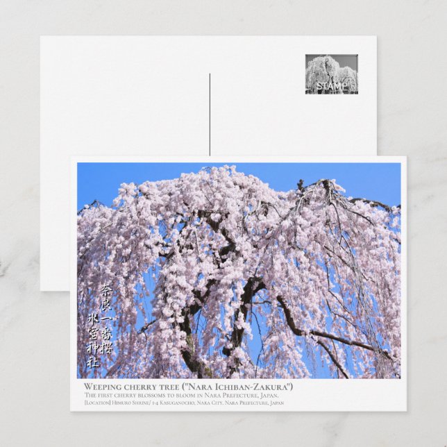 Cartão Postal Weeping cherry tree ("Nara Ichiban-Zakura") ポストカード (Frente/Verso)