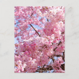 Cartão Postal Weeping Cherry: Yae-benishidare