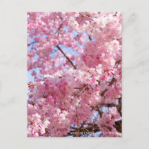 Weeping Cherry: Yae-benishidare