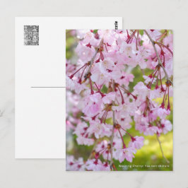 Cartão Postal Weeping Cherry: Yae-benishidare