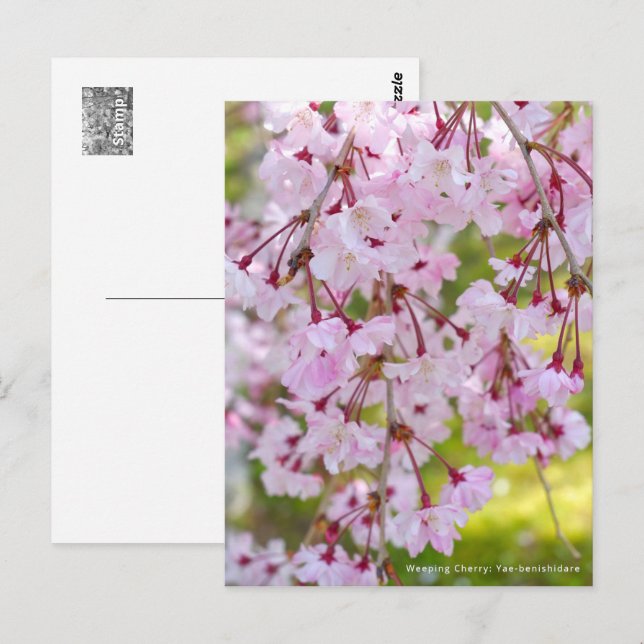 Cartão Postal Weeping Cherry: Yae-benishidare (Frente/Verso)