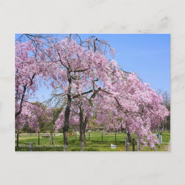 Cartão Postal Weeping Cherry(Yaebenishidare) [Postcard] (Frente)