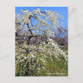 Cartão Postal Weeping Japanese Apricot [Postcard]