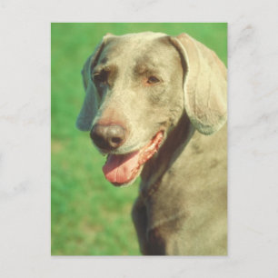 Cartão Postal Weimaraner