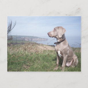 Cartão Postal Weimaraner