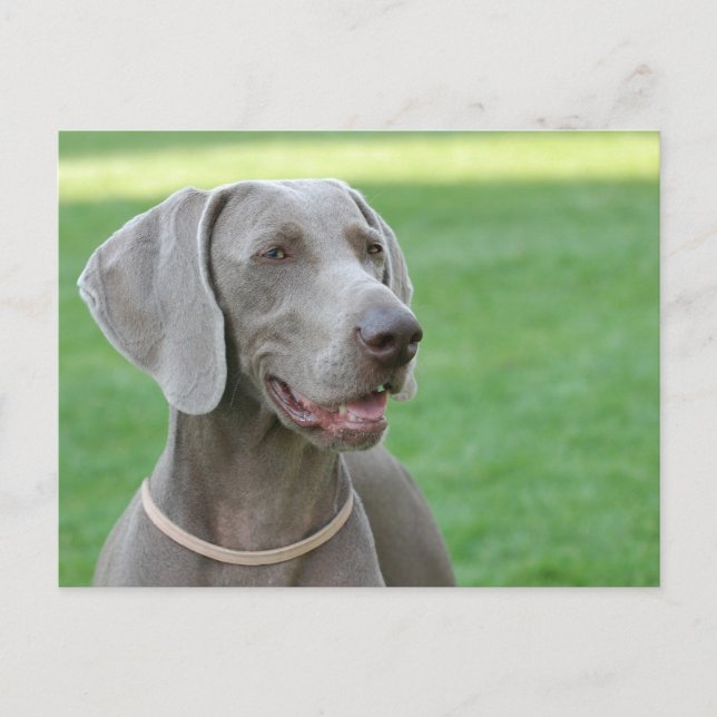 Cartão Postal Weimaraner (Frente)