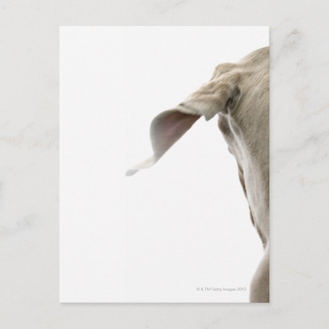 Cartão Postal Weimaraner 2 (Frente)