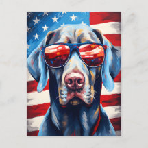 Weimaraner 4 de julho Dia da Independência