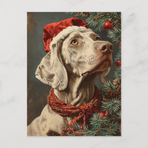 Cartão Postal Weimaraner Christmas