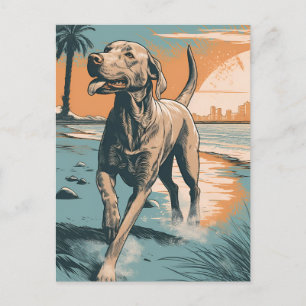 Cartão Postal Weimaraner na praia