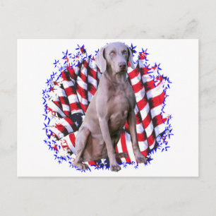 Cartão Postal Weimaraner Patriot