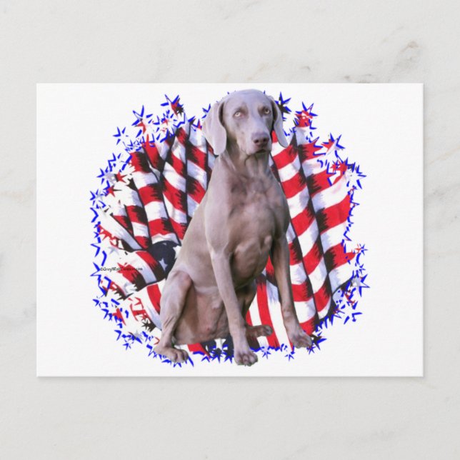 Cartão Postal Weimaraner Patriot (Frente)