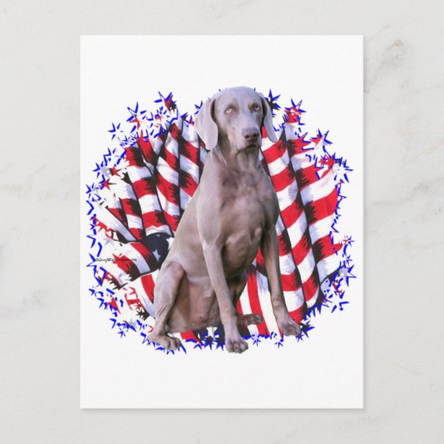 Cartão Postal Weimaraner Patriot (Frente)