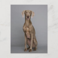 Weimaraner sentado, tiro de estúdio