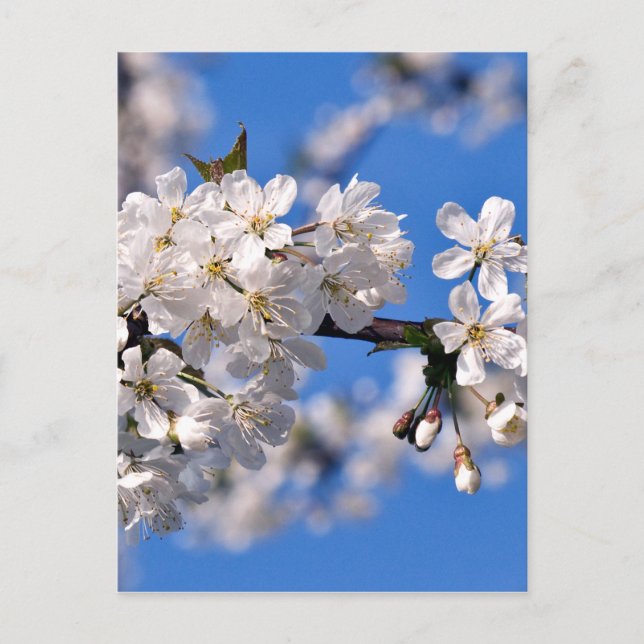 Cartão Postal Weisse Kirschblüten (Frente)