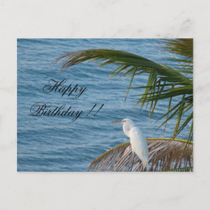 Cartão Postal weißer Reiher Schneerei Florida Geburtstagskarte
