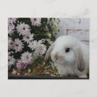 Cartão Postal weißes Häschen, Kaninchen Blumen Osterhase