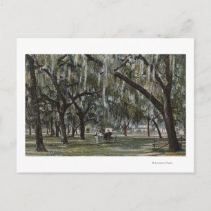 Cartão Postal Welaka, FL - Vista do Welaka Park & Mossy Trees