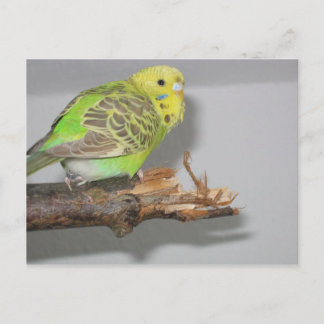 Cartão Postal Wellensittich
