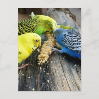 Cartão Postal Wellensittiche (Melopsittacus undulatus)