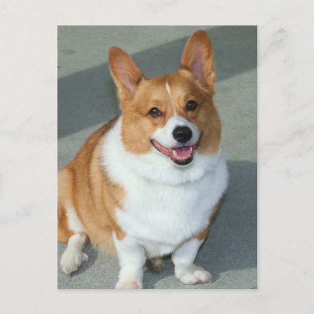 Cartão Postal Welsh Corgi (Frente)