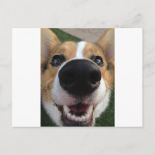 Cartão Postal Welsh Corgi Dog Nose Collection