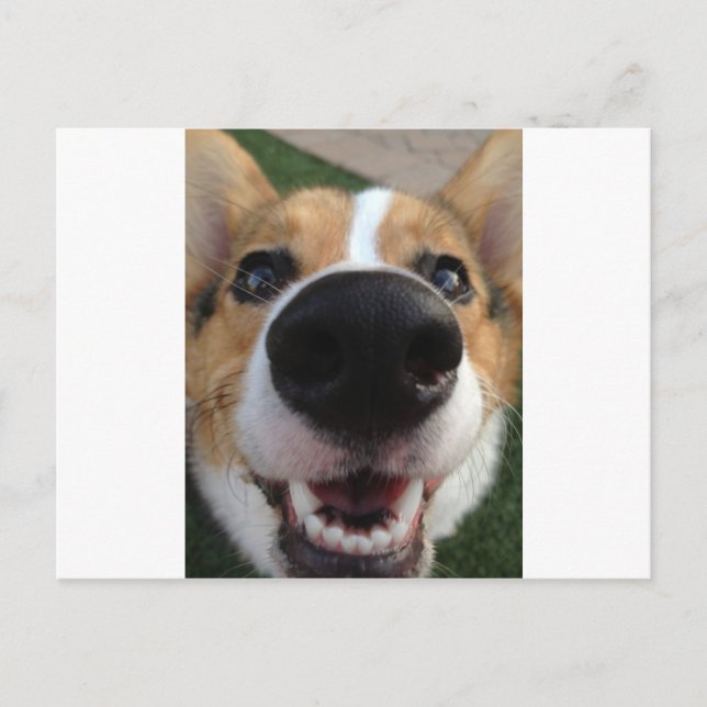 Cartão Postal Welsh Corgi Dog Nose Collection (Frente)