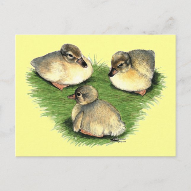 Cartão Postal Welsh Harlequin Ducklings (Frente)