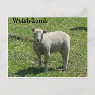 Cartão Postal Welsh Lamb