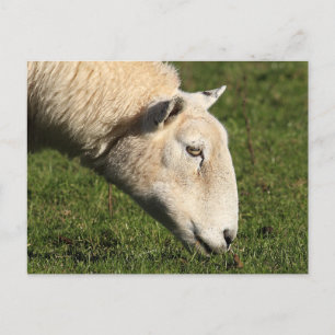 Cartão Postal Welsh Sheep