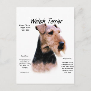Cartão Postal Welsh Terrier History; Sobre Welsh Terriers