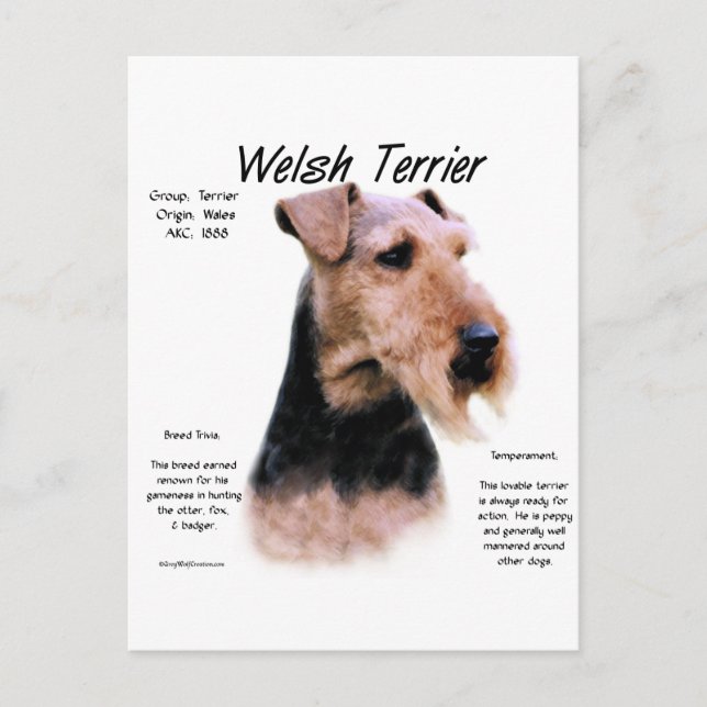 Cartão Postal Welsh Terrier History; Sobre Welsh Terriers (Frente)