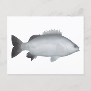 Cartão Postal Welsh's Grunter