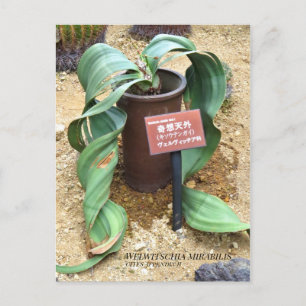 Cartão Postal Welwitschia mirabilis [Cartão-postal]