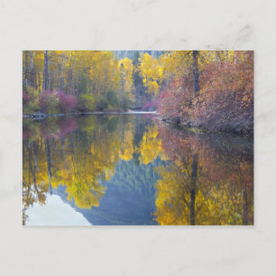 Cartão Postal Wenatchee National Forest, Whitepine Creek,