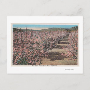 Cartão Postal Wenatchee, WAView of Apple Trees in Blossom