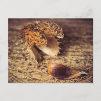 Cartão Postal Wenin Samen zum Baum wird ...