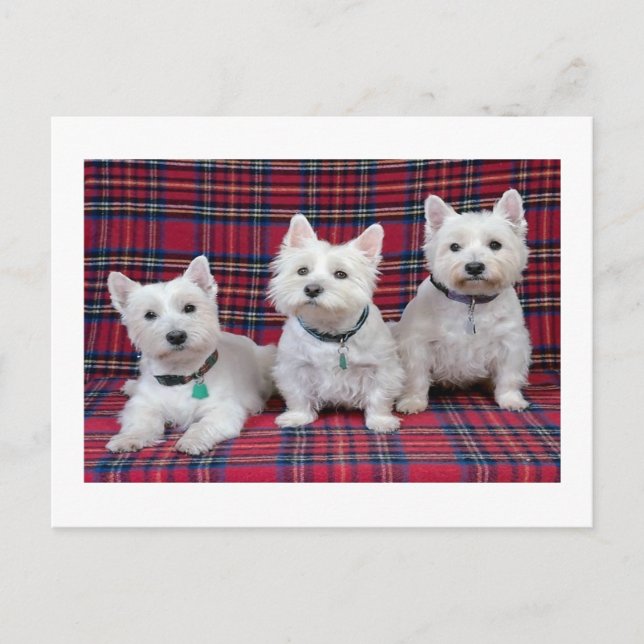 Cartão Postal West Highland Terrier (Frente)