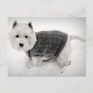 Cartão Postal West Highland Terrier em Sweater na neve