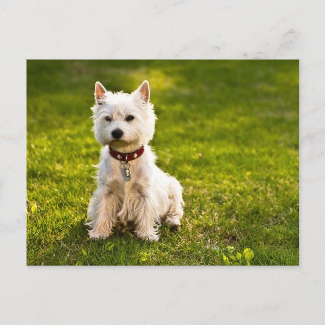 Cartão Postal West Highland White Terrier (Frente)