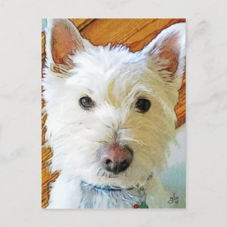 Cartão Postal West Highland White Terrier Olhando para você
