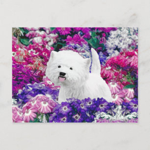 Cartão Postal West Highland White Terrier Pintando Arte Canina