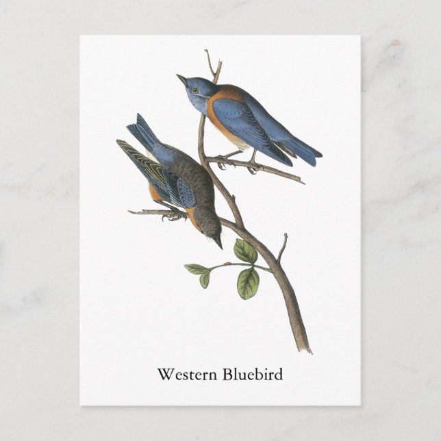 Cartão Postal Western Bluebird, John Audubon (Frente)