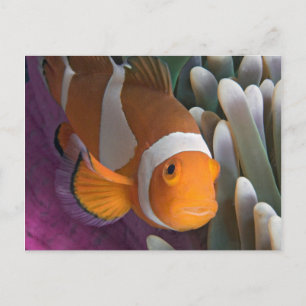 Cartão Postal Western Clown Anemone Fish
