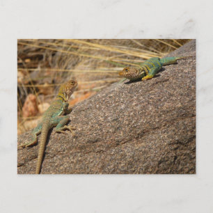 Cartão Postal Western Collared Lizards no Colorado