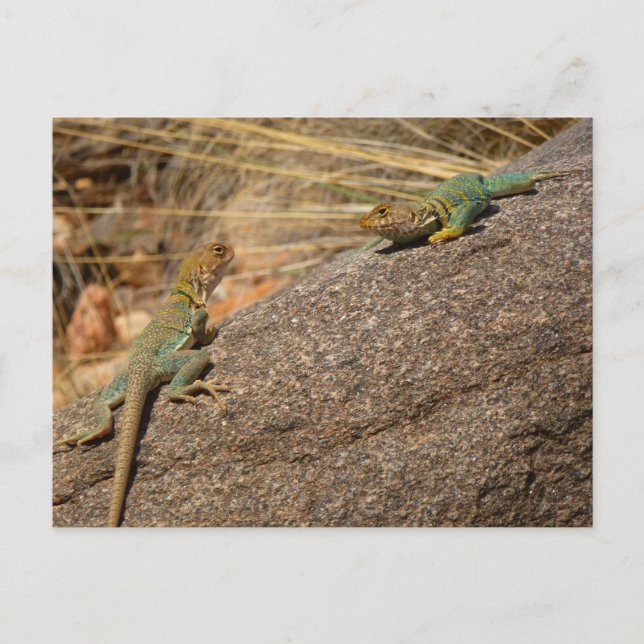 Cartão Postal Western Collared Lizards no Colorado (Frente)