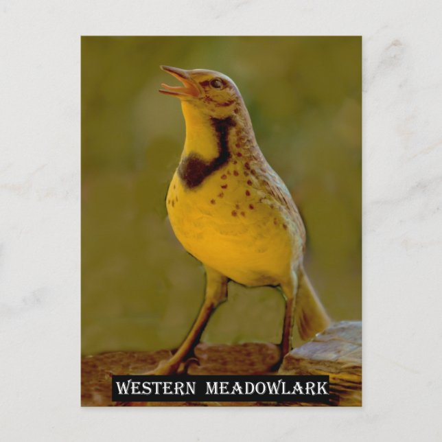 Cartão Postal Western Meadowlark (Kansas, Montana, Nebraska) (Frente)