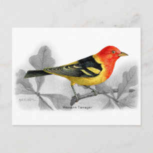 Cartão Postal Western Tanager